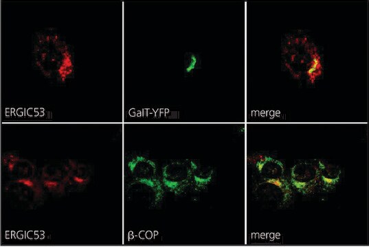 抗ERGIC-53/p58 ウサギ宿主抗体 affinity isolated antibody, buffered aqueous solution