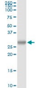 Anti-PRSS2 antibody produced in rabbit purified immunoglobulin, buffered aqueous solution