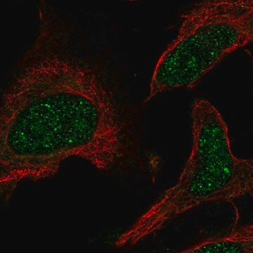 Anti-PPARA antibody produced in rabbit Prestige Antibodies&#174; Powered by Atlas Antibodies, affinity isolated antibody