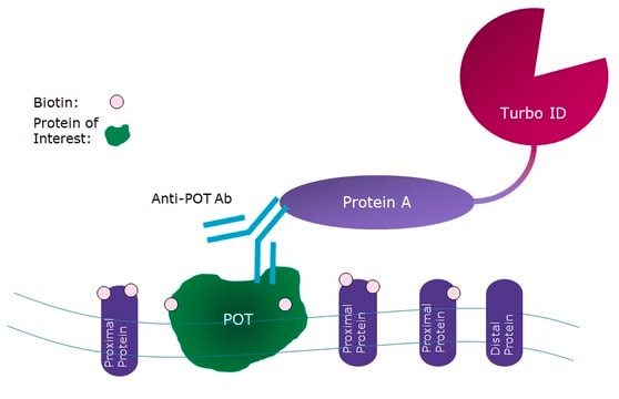 Protein A-Turbo - Proximity Biotinylation Enzyme