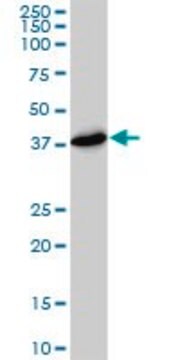 Monoclonal Anti-PSMD7 antibody produced in mouse clone 2G5, purified immunoglobulin, buffered aqueous solution