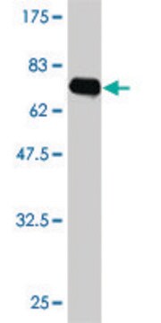 ANTI-FLI1 antibody produced in mouse clone 2C10, purified immunoglobulin, buffered aqueous solution