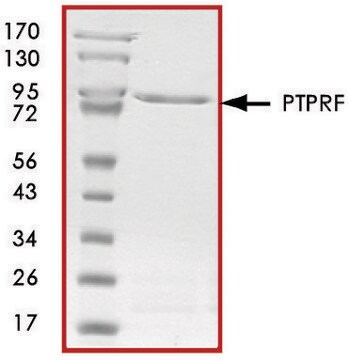 PTPRF (1275-1897), active, GST tagged human recombinant, expressed in E. coli, &#8805;70% (SDS-PAGE), buffered aqueous glycerol solution