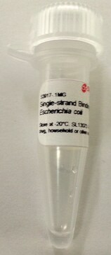 单链结合蛋白 来源于大肠杆菌 &gt;95% (SDS-PAGE), for molecular biology, Single strand binding protein to enhance PCR specificity