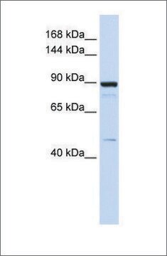 Anti-PDE3B antibody produced in rabbit affinity isolated antibody