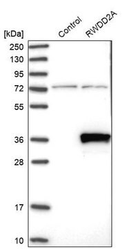 Anti-RWDD2A antibody produced in rabbit Prestige Antibodies&#174; Powered by Atlas Antibodies, affinity isolated antibody, buffered aqueous glycerol solution, ab1