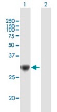 Anti-TRIM72 antibody produced in mouse IgG fraction of antiserum, buffered aqueous solution