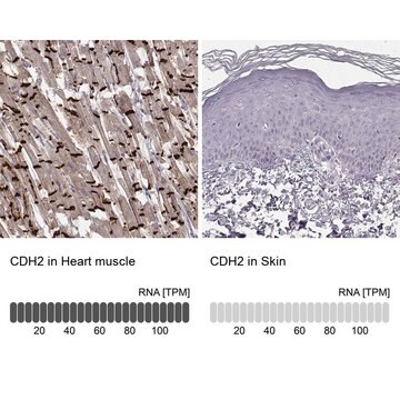 Monoclonal Anti-CDH2 antibody produced in mouse Prestige Antibodies&#174; Powered by Atlas Antibodies, clone CL3716, purified immunoglobulin, buffered aqueous glycerol solution