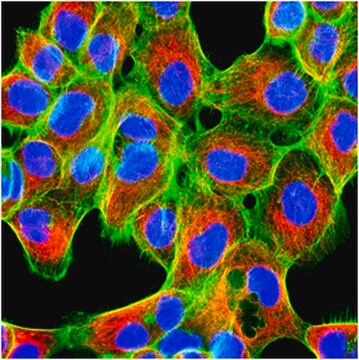 Anticorpo anti-alfa-tubulina, tirosinata, clone YL1/2 clone YL 1/2, from rat