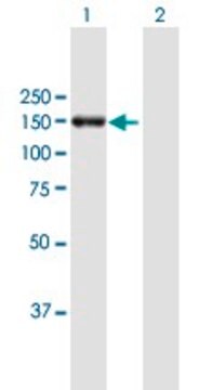 Anti-POLRMT antibody produced in mouse purified immunoglobulin, buffered aqueous solution