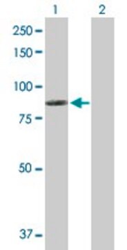 Anti-DMD antibody produced in rabbit purified immunoglobulin, buffered aqueous solution