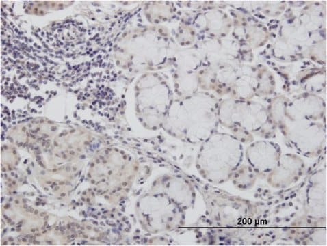 Monoclonal Anti-CALML3 antibody produced in mouse clone 2A11, purified immunoglobulin, buffered aqueous solution