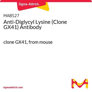 Anti-Diglycyl-Lysin (Klon GX41) Antikörper clone GX41, from mouse