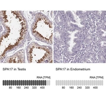 Anti-SPA17 antibody produced in rabbit Prestige Antibodies&#174; Powered by Atlas Antibodies, affinity isolated antibody, buffered aqueous glycerol solution