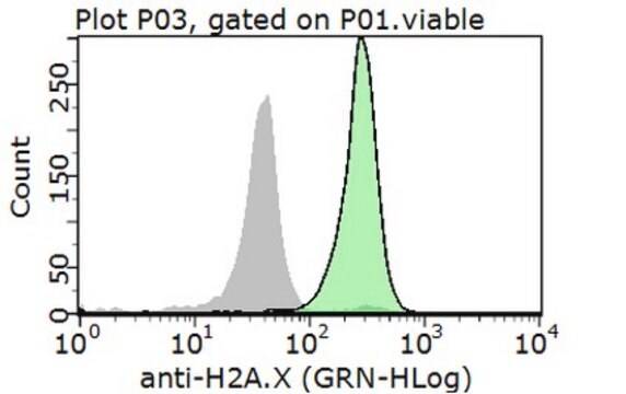 抗ヒストンH2A.X抗体 from rabbit, purified by affinity chromatography