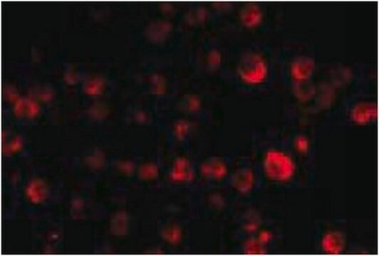 Anti-PCBP4 Antibody from rabbit, purified by affinity chromatography