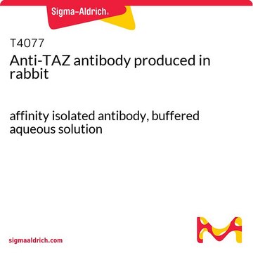 Anti-TAZ antibody produced in rabbit affinity isolated antibody, buffered aqueous solution