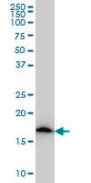 Monoclonal Anti-NDUFS4, (C-terminal) antibody produced in mouse clone 1A1, ascites fluid