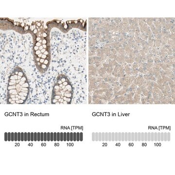 Anti-GCNT3 antibody produced in rabbit Prestige Antibodies&#174; Powered by Atlas Antibodies, affinity isolated antibody, buffered aqueous glycerol solution