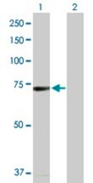 Anti-BRD4 antibody produced in rabbit purified immunoglobulin, buffered aqueous solution