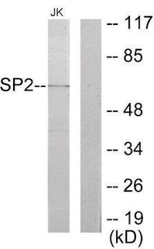 Anti-SP2 antibody produced in rabbit affinity isolated antibody