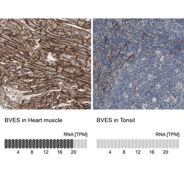 Anti-BVES antibody produced in rabbit Prestige Antibodies&#174; Powered by Atlas Antibodies, affinity isolated antibody, buffered aqueous glycerol solution