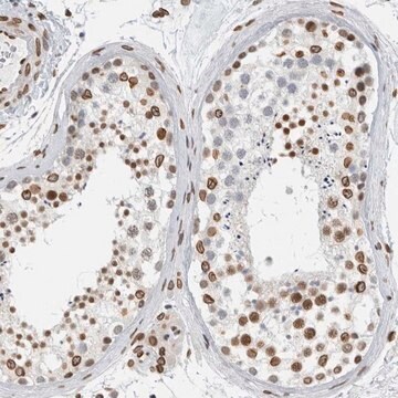 Anti-CDCA2 antibody produced in rabbit Prestige Antibodies&#174; Powered by Atlas Antibodies, affinity isolated antibody, buffered aqueous glycerol solution