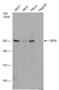 Monoclonal Anti-TET2 antibody produced in mouse clone GT649, affinity isolated antibody