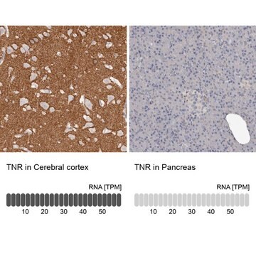 Anti-TNR antibody produced in rabbit Prestige Antibodies&#174; Powered by Atlas Antibodies, affinity isolated antibody, buffered aqueous glycerol solution