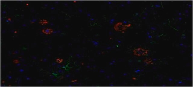 Anti-Amyloid-Beta-Peptid(MOAB-2)-, Pan-Antikörper, Klon&nbsp;6C3 clone 6C3, from mouse