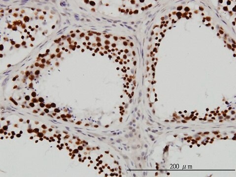 Monoclonal Anti-DHX9 antibody produced in mouse clone 3G7, purified immunoglobulin, buffered aqueous solution