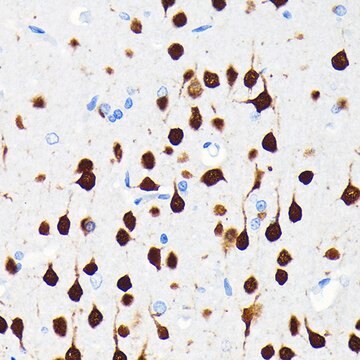 Anti-NeuN Antibody, clone 3M5M9, Rabbit Monoclonal