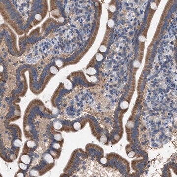 Anti-VPS13A antibody produced in rabbit Prestige Antibodies&#174; Powered by Atlas Antibodies, affinity isolated antibody, buffered aqueous glycerol solution, Ab2