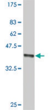 ANTI-SMO antibody produced in mouse clone 4E9, purified immunoglobulin, buffered aqueous solution