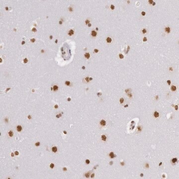 Anti-HNRNPH2 antibody produced in rabbit Ab1, Prestige Antibodies&#174; Powered by Atlas Antibodies, affinity isolated antibody, buffered aqueous glycerol solution