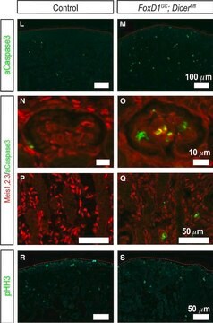 Anti-acetyl- &amp; phospho-Histone H3 (Ac-Lys9, pSer10) antibody produced in rabbit IgG fraction of antiserum, buffered aqueous solution