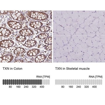 Anti-TXN antibody produced in rabbit Prestige Antibodies&#174; Powered by Atlas Antibodies, affinity isolated antibody, buffered aqueous glycerol solution