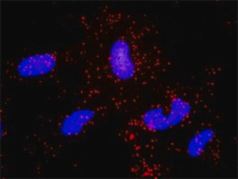 Anti-NCK1 antibody produced in rabbit purified immunoglobulin, buffered aqueous solution