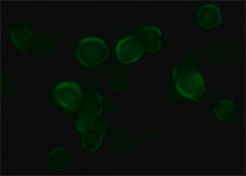 抗 VSV-G 兔抗 affinity isolated antibody, buffered aqueous solution