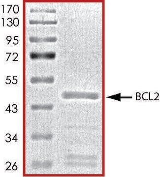 BCL2, GST tagged human recombinant, expressed in E. coli, &#8805;70% (SDS-PAGE), buffered aqueous glycerol solution