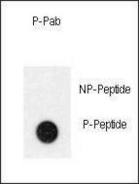 Anti-Phospho-TEK-Y992 antibody produced in rabbit affinity isolated antibody, buffered aqueous solution