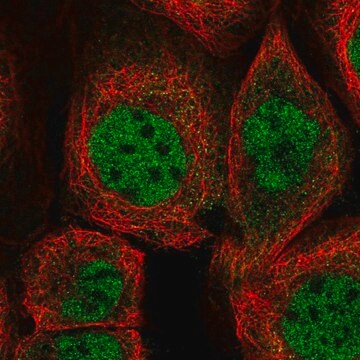 Anti-ZMAT3 antibody produced in rabbit Prestige Antibodies&#174; Powered by Atlas Antibodies, affinity isolated antibody