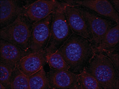 Anti-phospho-IGF1R (pTyr1165/pTyr1166) antibody produced in rabbit affinity isolated antibody