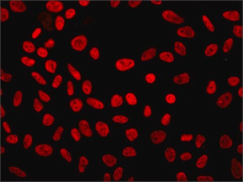 モノクロナール抗p300/CBP マウス宿主抗体 clone NM11, purified from hybridoma cell culture