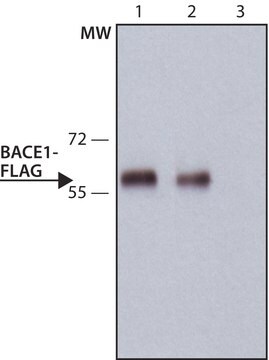 ANTI-FLAG&#174;抗体、ラットモノクロナール clone 6F7, purified from hybridoma cell culture