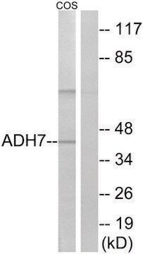 Anti-ADH7 antibody produced in rabbit affinity isolated antibody