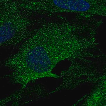 Anti-LOX antibody produced in rabbit Prestige Antibodies&#174; Powered by Atlas Antibodies, affinity isolated antibody