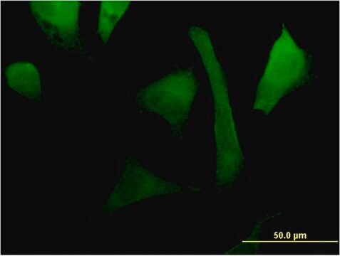 Monoclonal Anti-RAC2 antibody produced in mouse clone 3B8, purified immunoglobulin, buffered aqueous solution