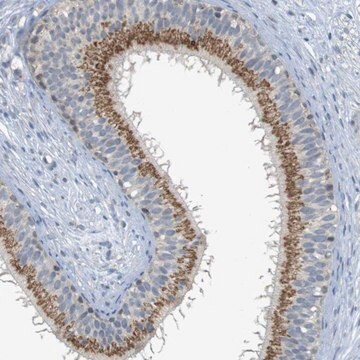 Anti-YIPF3 antibody produced in rabbit Prestige Antibodies&#174; Powered by Atlas Antibodies, affinity isolated antibody, buffered aqueous glycerol solution