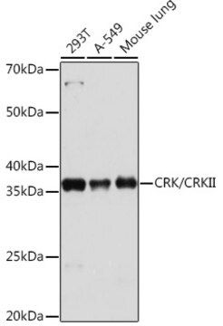 Anti-CRK/CRKII Antibody, clone 4Y2C2, Rabbit Monoclonal